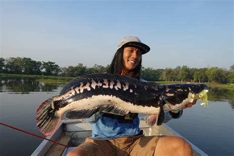 Giant snakehead caught and released, Thailand [vid in comments] : r/Fishing