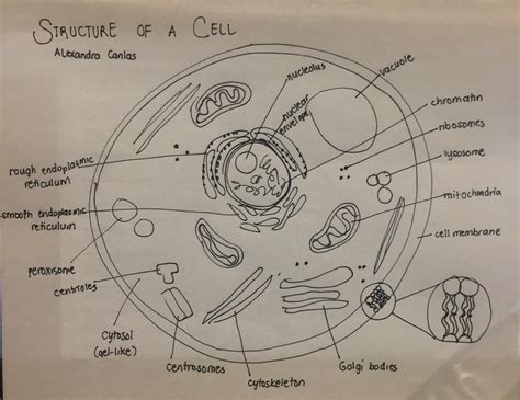 Cell Biology – When Neurons Fire