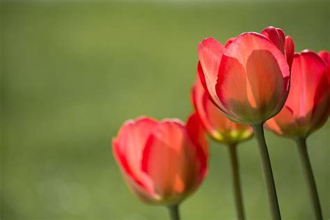 Tulips Red - Free photo on Pixabay