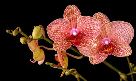 Orchid Flower Color Symbolism | Best Flower Site