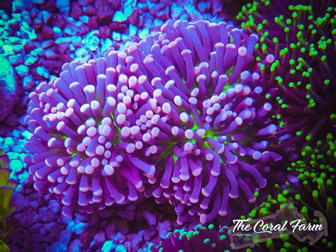 Purple Joker Torch Coral Frags - Buy Online!