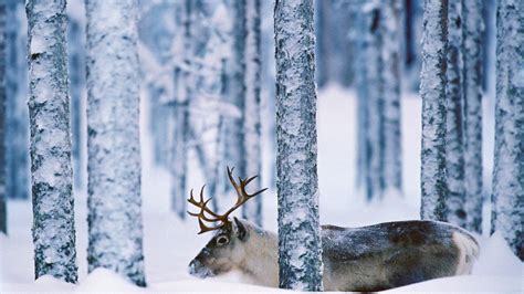 Snow forest deer wallpaper | (24393)