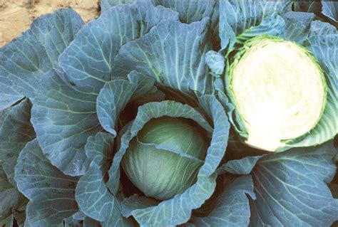 15 Cabbage Varieties You Should Know About - Growing Produce