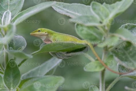 Green Anole Stock Photos, Images and Backgrounds for Free Download