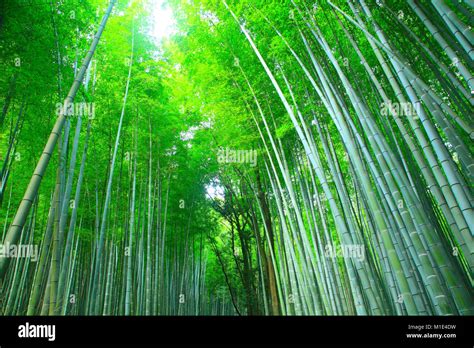 Bamboo forest, Kyoto, Japan Stock Photo - Alamy