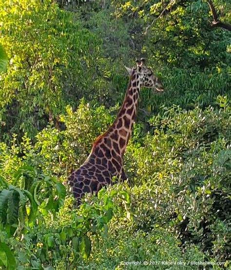 Safari Day 1: Lake Manyara National Park – Life She Lives