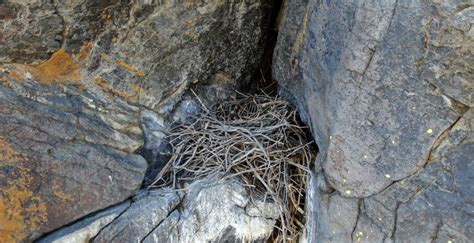 Datasets – SUITABLE AREAS OF PRAIRIE FALCON NESTING LOCATIONS