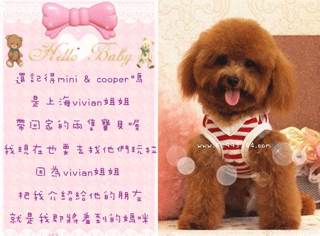 YouLong Poodle Breeding Center: Free teacup poodles and toy poodles info only at you-long! ★toy ...