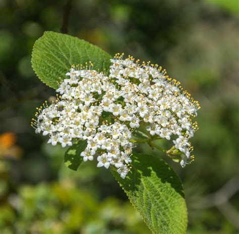 Viburnum lantana (Wayfaringtree Viburnum) | North Carolina Extension ...