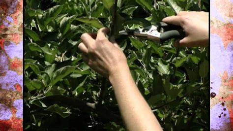 Pruning Espalier Trees : They require little pruning once established and are attractive in ...