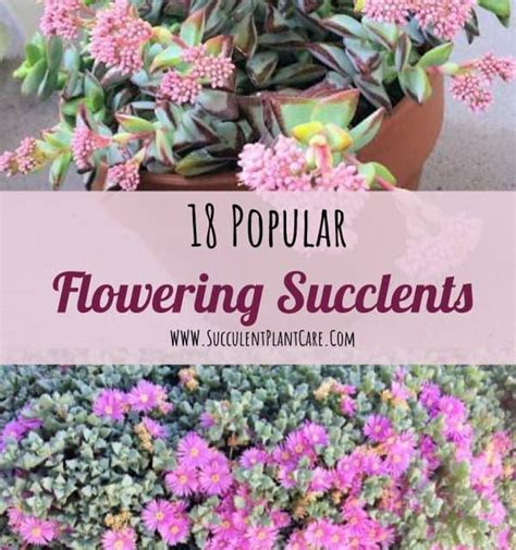 18 Popular Flowering Succulents (With Pictures) - Succulent Plant Care