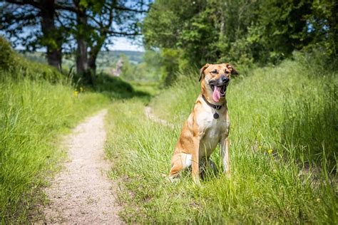 What Kind Of Dog Is Old Yeller? Breed Information, Pictures, and Facts - A-Z Animals