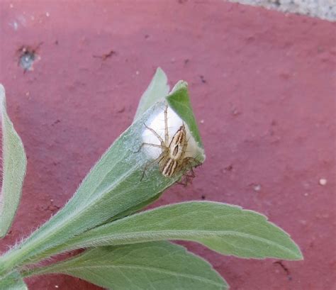 species identification - Are these spider eggs? - Biology Stack Exchange