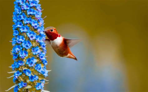 Rufous Hummingbird Feeding Mac Wallpaper Download | AllMacWallpaper