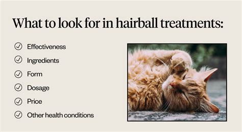 The Ultimate Guide to Preventing and Treating Hairballs in Cats | Dutch