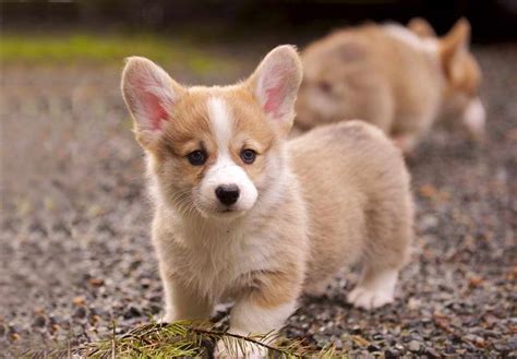 Corgi Puppy Price