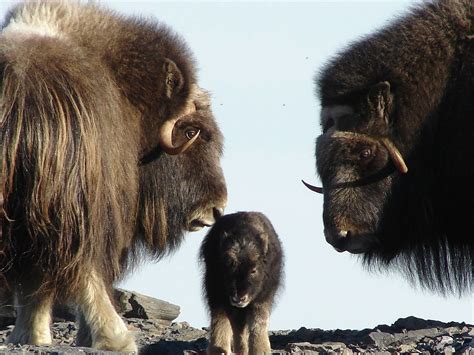 Muskox | Bering Land Bridge National Preserve, Alaska (pinned by haw ...