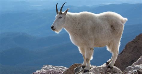 Goat Animal Facts - WikiPoint - Wiki Point