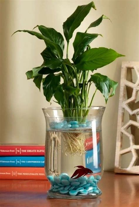 Pin by NyJhoeth Mendoza on Cube | Fish plants, Indoor water garden ...