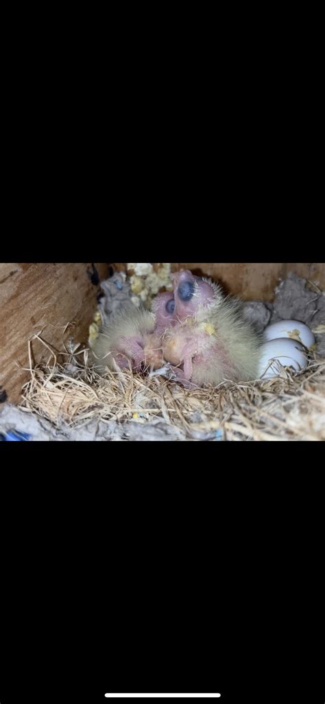 Baby cockatiel | Talk Cockatiels Forum