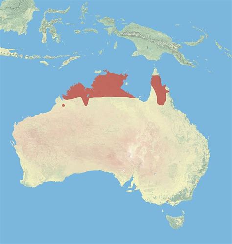 Kangaroo Habitat: Where do kangaroos live? (with map) - Drinking Game