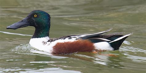 Northern Shoveler Photos - Shanghai Birding 上海观鸟