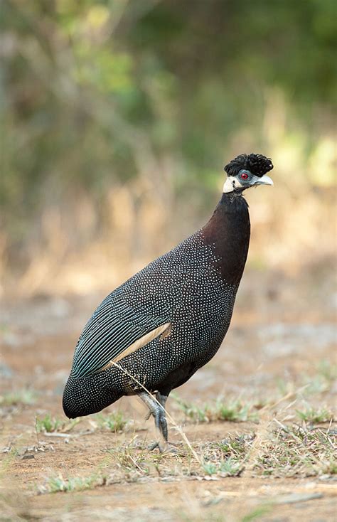 Birding South Africa – Birds of South Africa