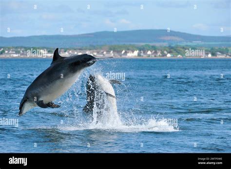 Bottle-nosed Dolphin (Tursiops truncatus) two animals interacting with a display of breaching ...