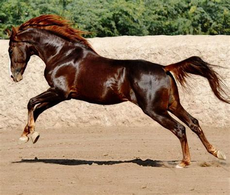 Liver Chestnut | Horses