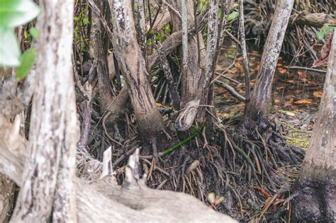 The Critical Role of Mangroves in Adapting to Climate Change - Living ...