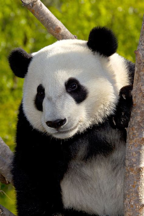 Giant Panda | San Diego Zoo Animals & Plants