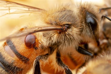 Bacteria engineered to protect bees from pests and pathogens