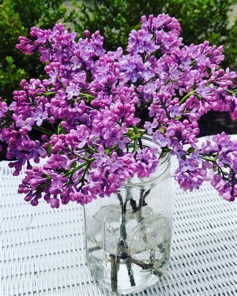 Happy Sunday! 🌞 🌸 The Lilacs are blooming, filling the air with their sweet fragrance! This is ...