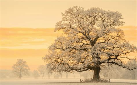 Tree In Snow Winter Sunset Wallpaper, HD Nature 4K Wallpapers, Images and Background ...