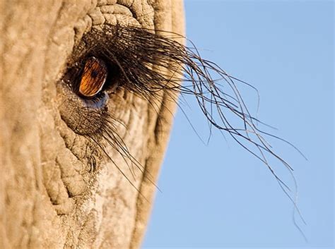 African elephant eyelashes... | Elephant eye, Animals wild, Elephant love