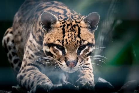 What Are Ocelots? - The Wolf Center