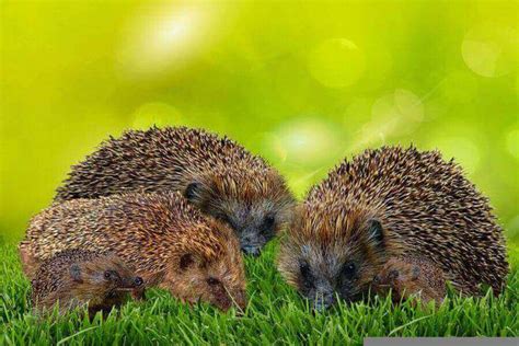 Hedgehog Breeding And Reproduction: How To Breed Them