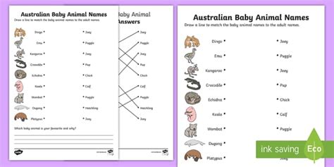 Australian Baby Animal Names Worksheet / Worksheet - Twinkl