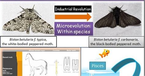 Difference between Microevolution, Macroevolution and Megaevolution with examples | Major ...