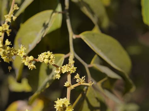 bor-kalia (in Assamese) | Rhamnaceae (buckthorn family) » Ve… | Flickr