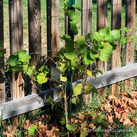 Planting Grapes (Weekend Gardening)- Making Life Delicious