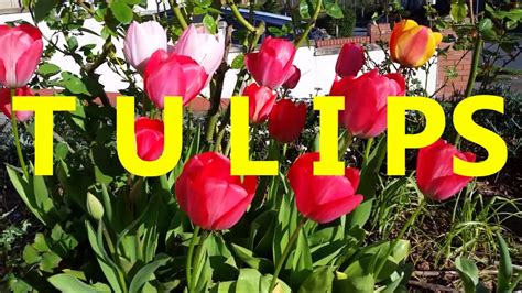 TULIP SYMBOLISM AND COLORS - YouTube