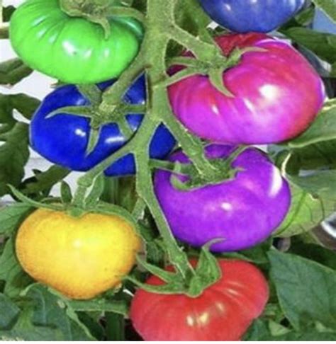 Real Rainbow Tomatoes!🌈