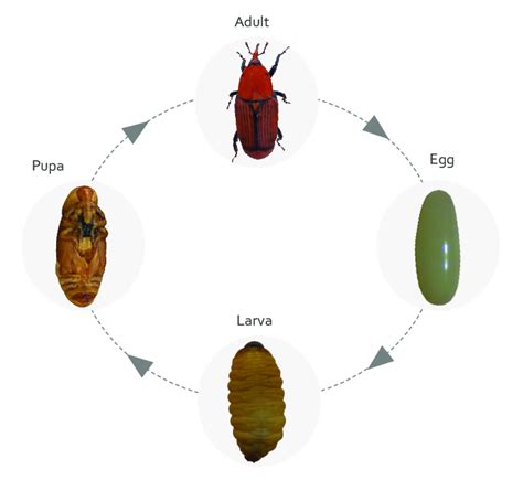 The life cycle stages of the red palm weevil, R. ferrugineus ...