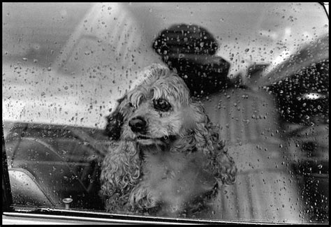 Chinese Year of the Dog • Elliott Erwitt • Magnum Photos