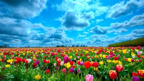 1920X1080 Tulips Wallpapers - Top Free 1920X1080 Tulips Backgrounds ...