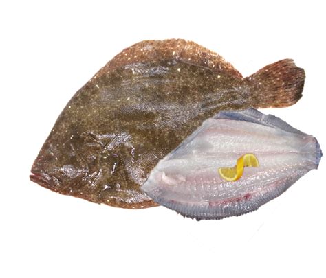 Wild Irish Brill Fillets 500g - Quinlan's Kerry Fish