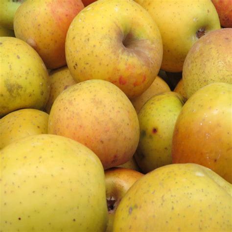 Goldrush – Heritage Farm & Fruit Trees