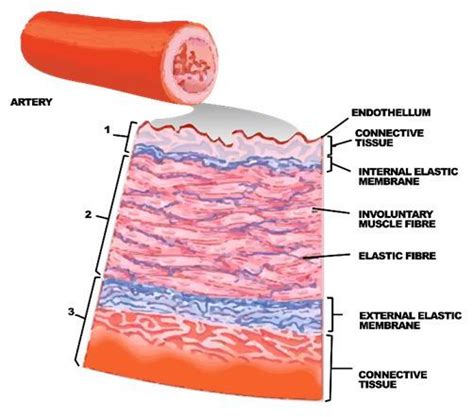 Name the layers of the artery whose components are labeled as 1,2 and 3 ...