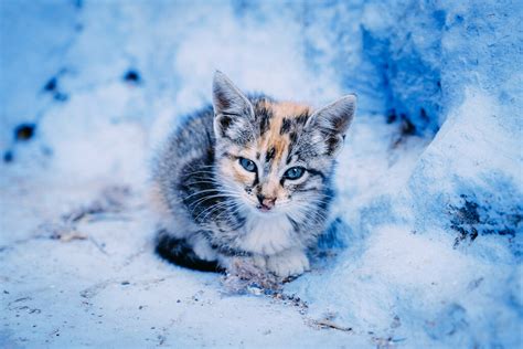Chefchaouen Cat # 4 | All together now... Awwwww!!! A little… | Flickr
